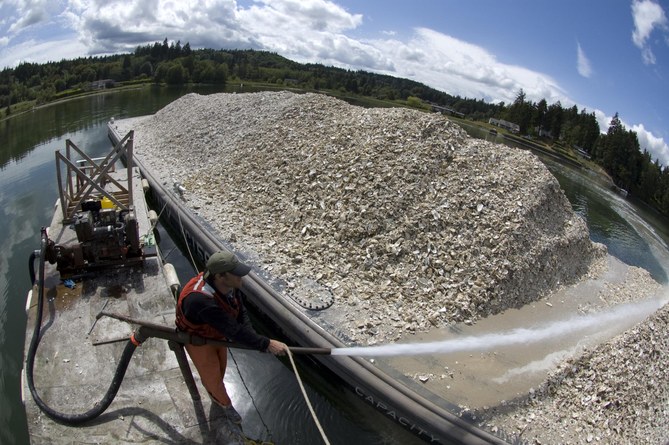 Using a water pump to disperse shell from a barge.