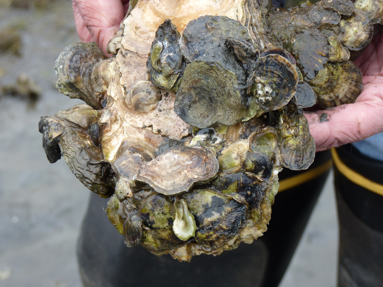 Native oysters growing on shell used in restoration project.