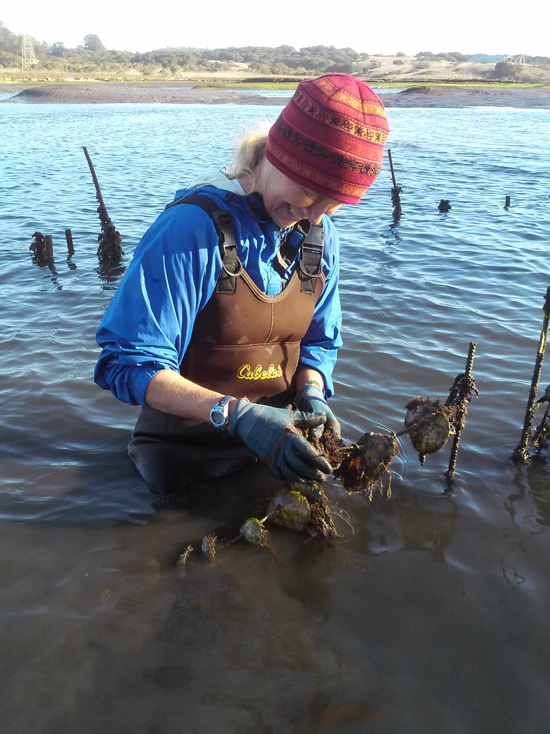 Monitoring oyster restoration in Elkhorn Slough