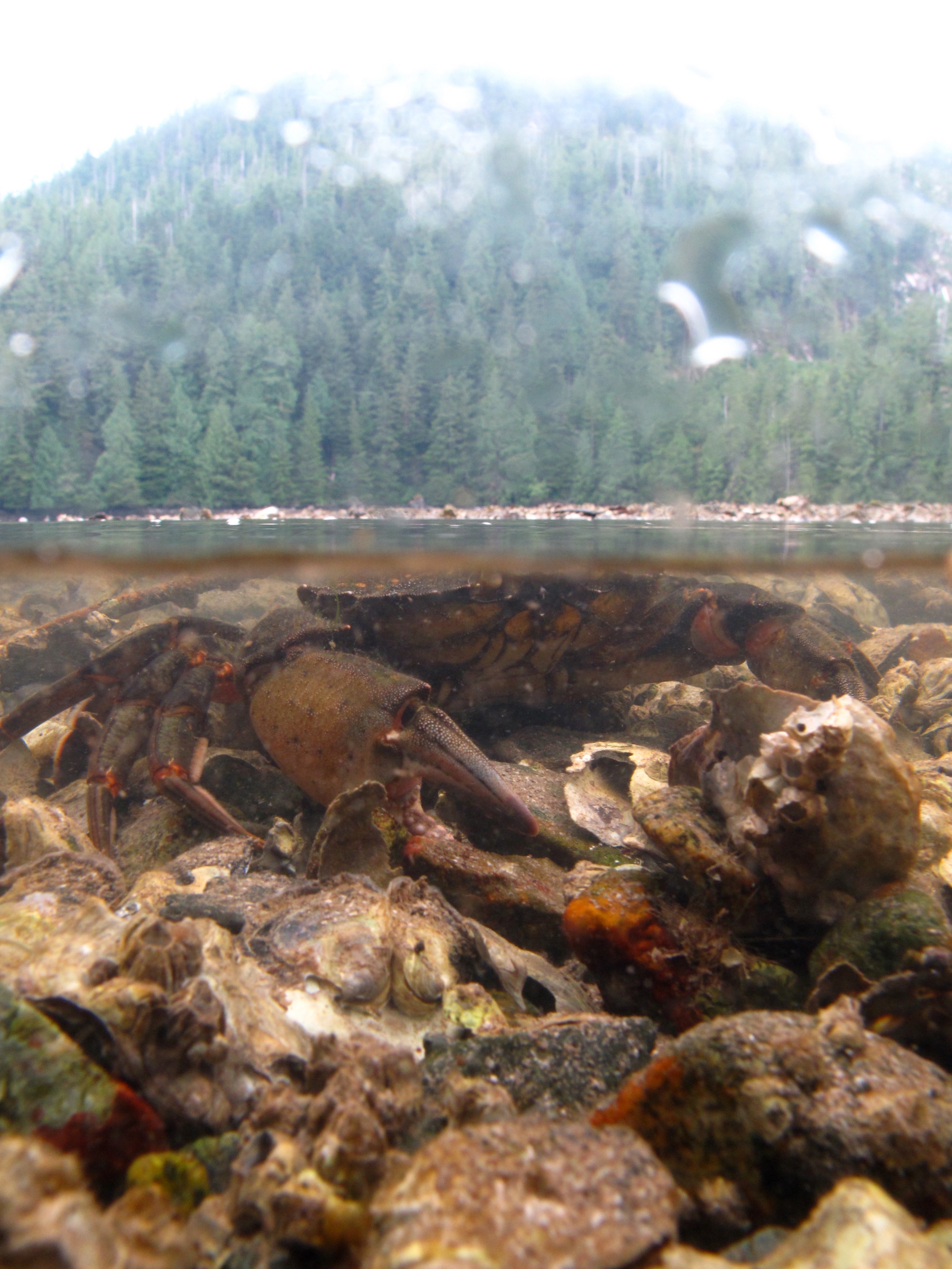 Underwater view of a crab eating an oyster.