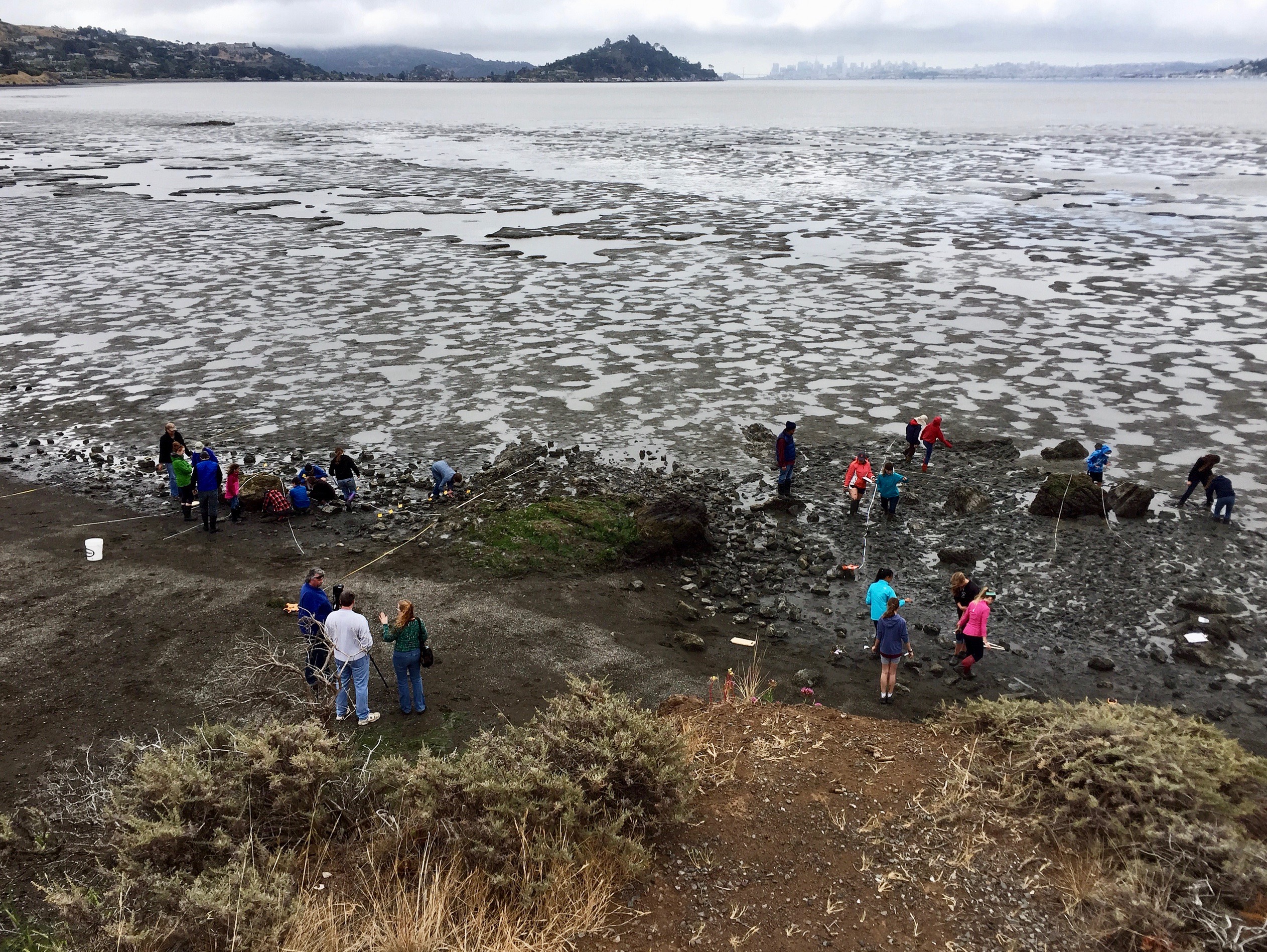 Volunteers survey for oyster drills in San Francisco Bay