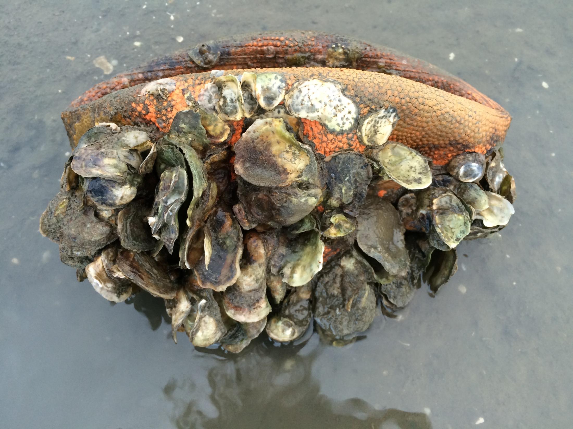 Oysters growing on a football