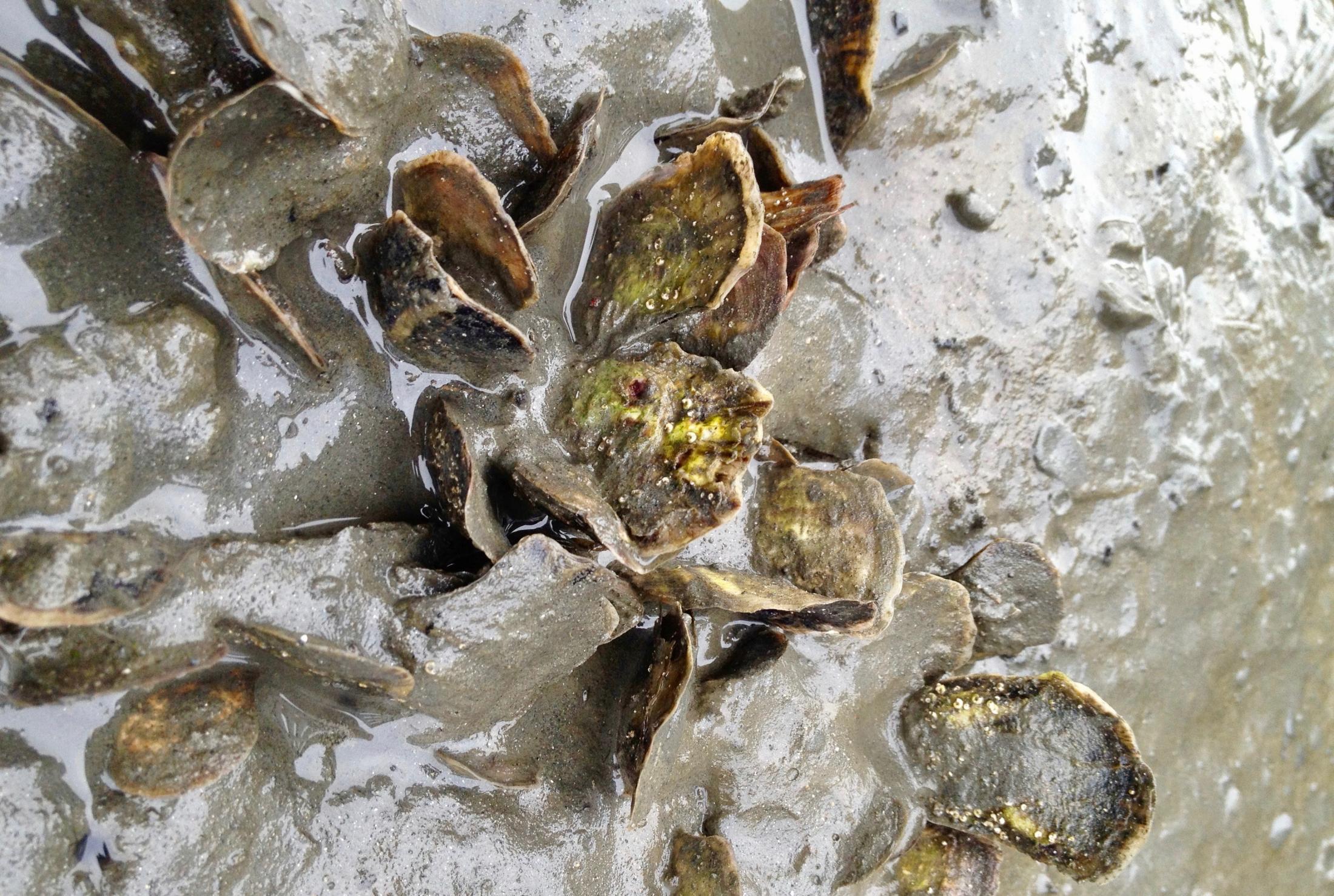 Oysters covered with mud.