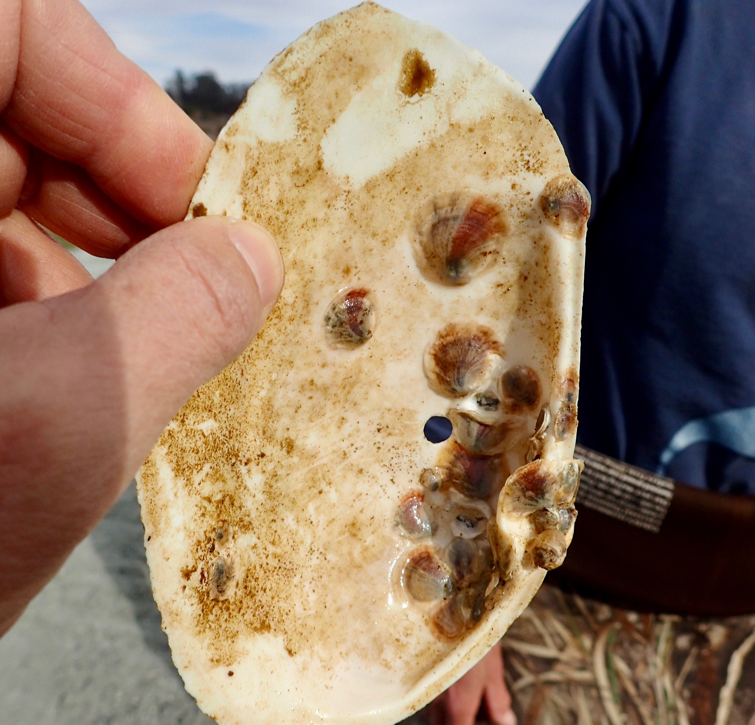 Close up of juvenile oysters settled on a bivalve shell.