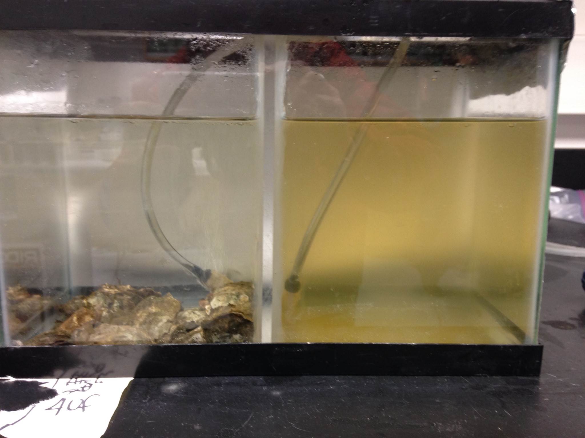 Two saltwater tanks, one with oysters and one without, demonstrating that oysters are good filter feeders.