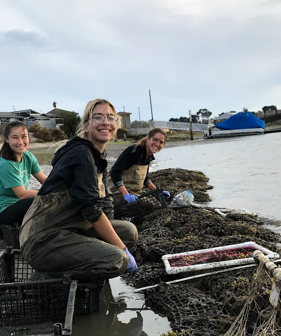 UNB students monitoring oysters
