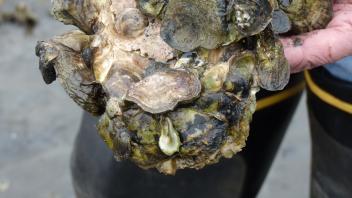 Native Olympia Oysters