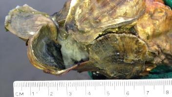 Native Oysters