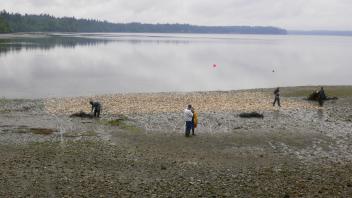 Oyster restoration with seeded cultch, Eld Inlet.