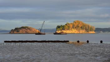 Oyster restoration project in San Francisco Bay.