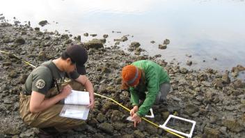 Researchers monitoring oysters along transect, SF Bay