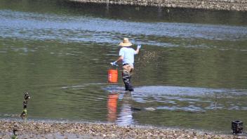 Man tossing "seed" oysters into water