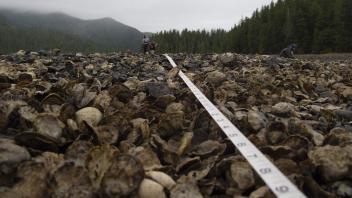 Massive native oyster bed, Nootka Sound, BC