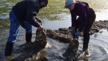 Placing shell bags, Netarts Bay.
