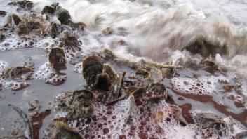 Tide coming in over oyster bed.