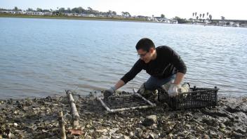 Monitoring restoration project in Newport Bay