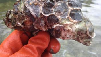 Olympia oysters settled on Pacific oyster shell
