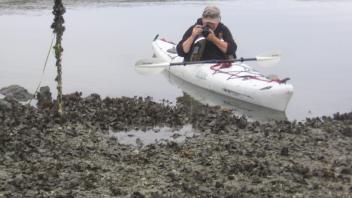 Monitoring oyster restoration via kayak, Humboldt Bay