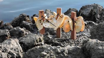 Oysters on clam shell stakes.