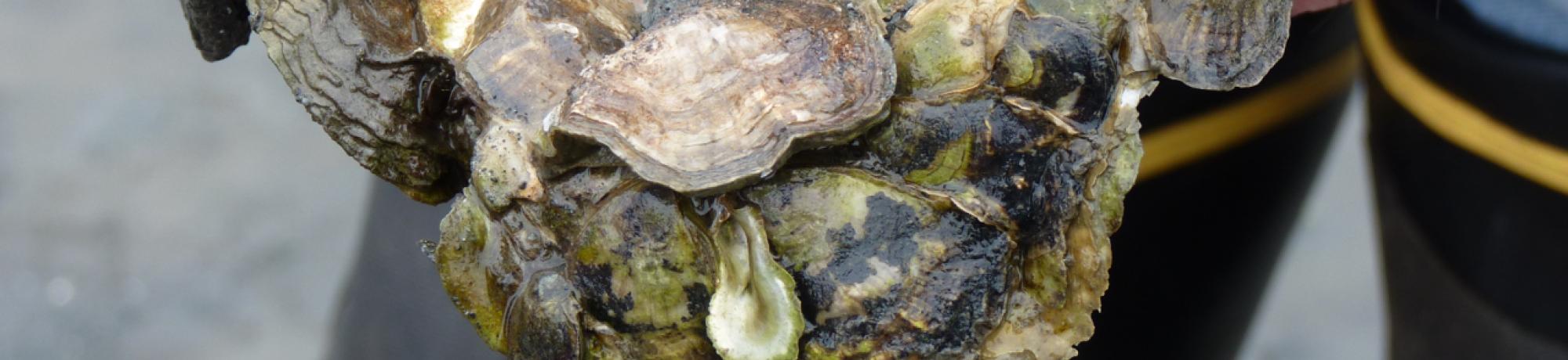 Native Olympia Oysters