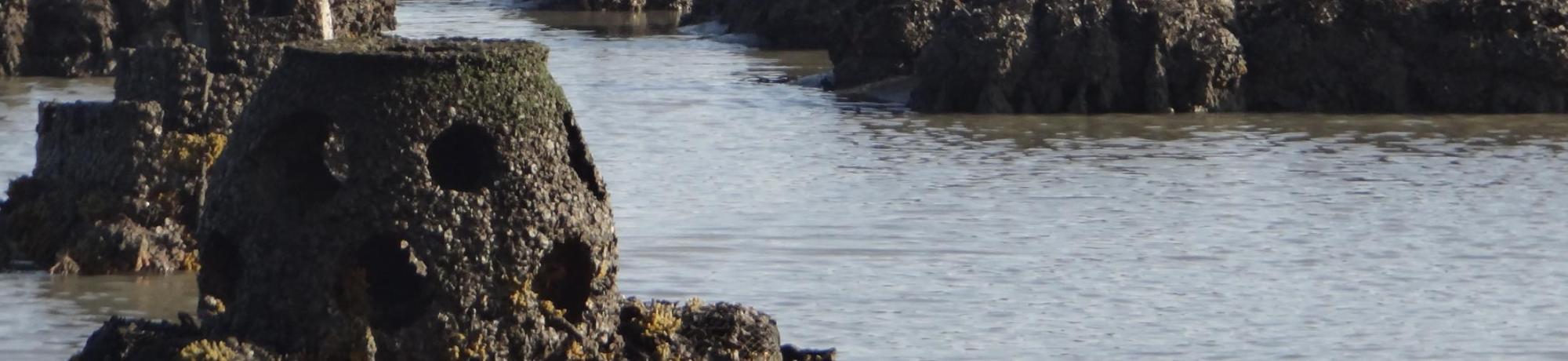 Egrets hunting in oyster restoration site