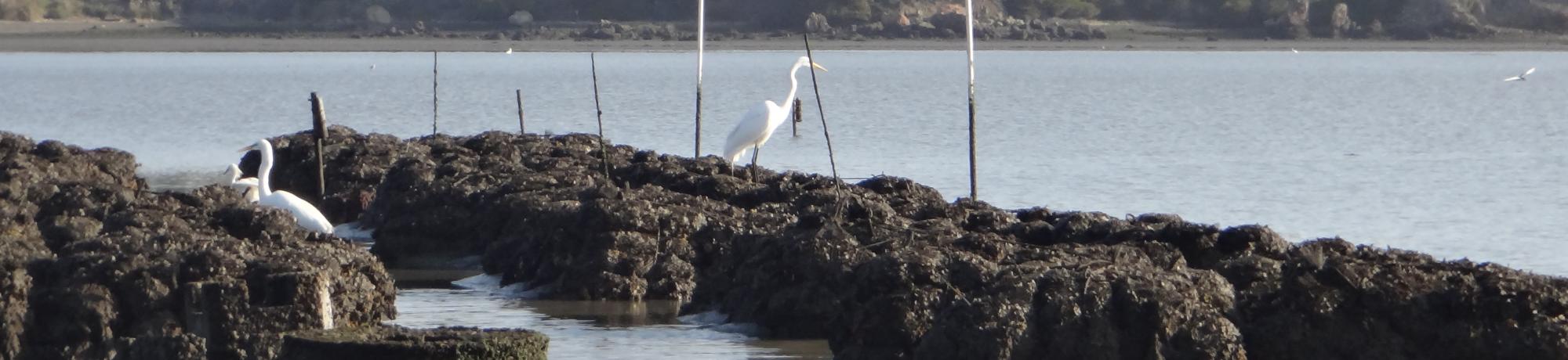 Egrets hunting in oyster restoration site