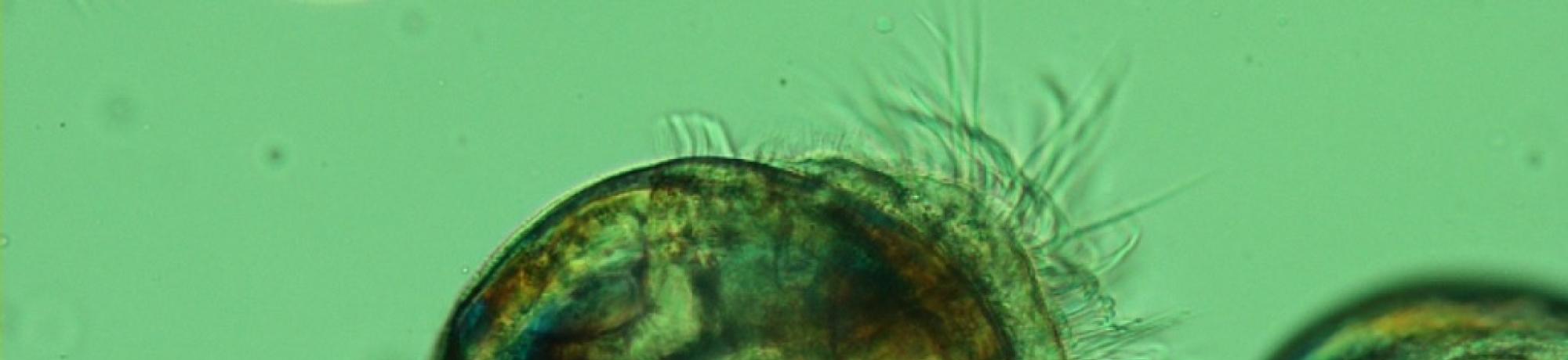 Swimming oyster larvae