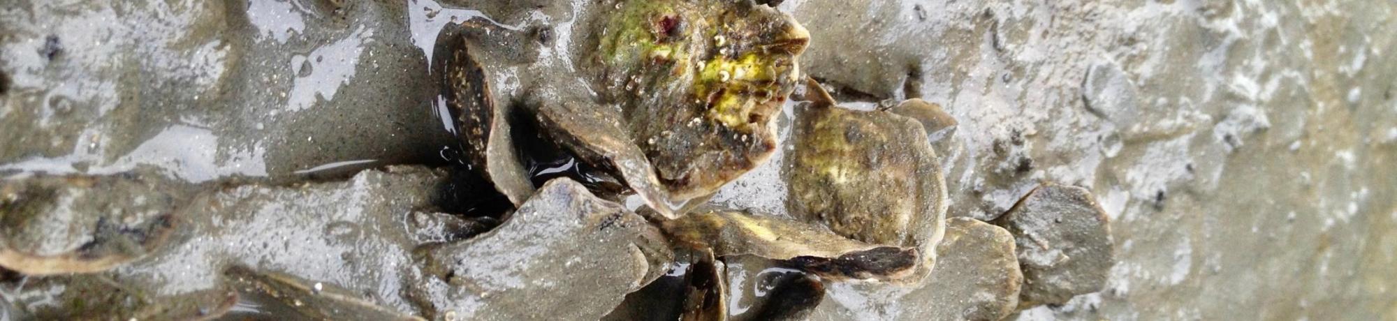 Oyster cluster in mud