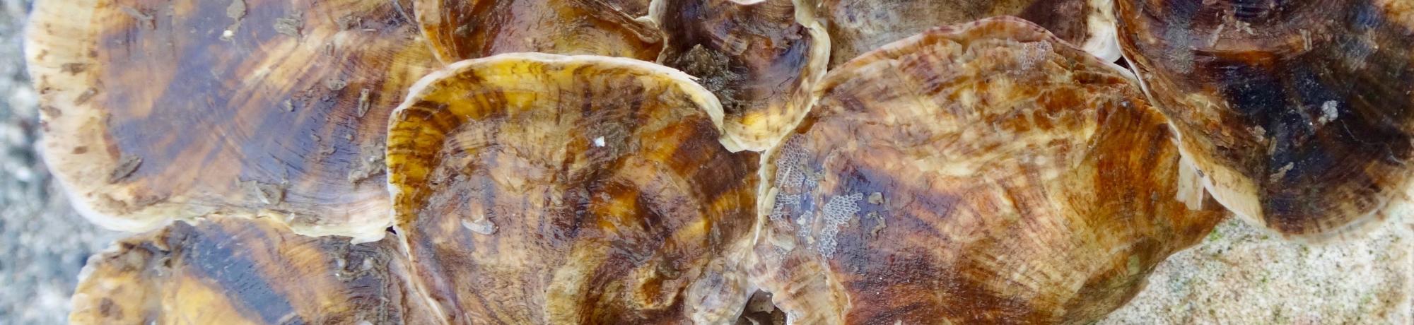Close up of oysters