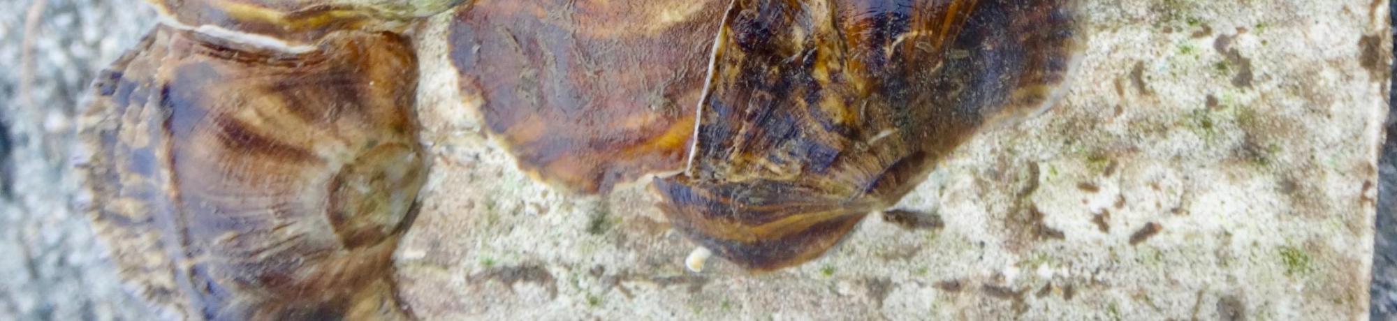 Close up of oysters