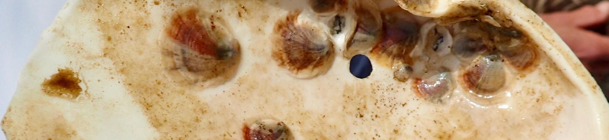 Hatchery reared oysters on clam shell